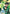 Yusuke Urameshi (037) (R*) (UE13BT/YYH-1-037) - UE13BT Yu Yu Hakusho Ghost Files Foil
