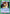 Koto (UE13BT/YYH-1-051) - UE13BT Yu Yu Hakusho Ghost Files
