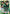 Yusuke Urameshi (103) (SR*) (UE13BT/YYH-1-103) - UE13BT Yu Yu Hakusho Ghost Files Foil