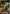 Daughtress (T-012) (T-012) - Dual Impact