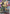 Momentary Respite (Store Tournament Participant Pack 02) (GD02-112) - Gundam Promotional Cards Holofoil