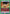 I Didn't Die For Nothing! (UEPR/YYH-1-064) - UE13BT Yu Yu Hakusho Ghost Files Release Event Cards