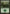 Forest (166) [Planechase] - Magic: The Gathering - Card Brawlers | Quebec | Canada |