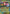 Mega Venusaur ex (013/null) - Holofoil [ME Mega Evolution Promo]