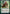 Ellywick Tumblestrum (Promo Pack) [Dungeons & Dragons: Adventures in the Forgotten Realms Promos] - Magic: The Gathering - Card Brawlers | Quebec | Canada |