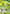 Leafa (Earth Goddess, Terraria) (SR**) (UEX06BT/SAO-2-011) - UEX06BT Sword Art Online Vol2 Foil