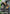 Zaku II FZ (GD03 Release Event) (GD03-020) - Gundam Promotional Cards Holofoil