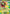 Mega Meganium ex (010/217) - Holofoil [ME Ascended Heroes] - ME: Ascended Heroes - Card Brawlers | Quebec | Canada |
