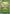 Erika's Weepinbell (Poke Ball) (005/null) - Reverse Holofoil [ME Ascended Heroes] - ME: Ascended Heroes - Card Brawlers | Quebec | Canada |