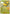 Pikachu (Friend Ball) (055/null) - Reverse Holofoil [ME Ascended Heroes] - ME: Ascended Heroes - Card Brawlers | Quebec | Canada |