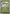 Rayquaza (Friend Ball) (153/null) - Reverse Holofoil [ME Ascended Heroes] - ME: Ascended Heroes - Card Brawlers | Quebec | Canada |