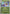 Noivern (Friend Ball) (157/null) - Reverse Holofoil [ME Ascended Heroes] - ME: Ascended Heroes - Card Brawlers | Quebec | Canada |