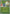 Erika's Oddish (Energy Symbol Pattern) (001/null) - Reverse Holofoil [ME Ascended Heroes] - ME: Ascended Heroes - Card Brawlers | Quebec | Canada |