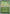 Chikorita (Energy Symbol Pattern) (008/null) - Reverse Holofoil [ME Ascended Heroes] - ME: Ascended Heroes - Card Brawlers | Quebec | Canada |