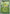 Bayleef (Energy Symbol Pattern) (009/null) - Reverse Holofoil [ME Ascended Heroes] - ME: Ascended Heroes - Card Brawlers | Quebec | Canada |