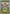 Stunfisk (Energy Symbol Pattern) (062/null) - Reverse Holofoil [ME Ascended Heroes] - ME: Ascended Heroes - Card Brawlers | Quebec | Canada |
