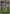 Noibat (Energy Symbol Pattern) (156/null) - Reverse Holofoil [ME Ascended Heroes] - ME: Ascended Heroes - Card Brawlers | Quebec | Canada |