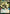 Devaronian Doorbuster (Hyperspace) (317) - A Lawless Time - A Lawless Time - Card Brawlers | Quebec | Canada |