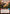 Dogged Pursuers (Hyperspace) (462) - A Lawless Time - A Lawless Time - Card Brawlers | Quebec | Canada |