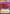 Milodon Rider (Hyperspace) (504) - A Lawless Time - A Lawless Time - Card Brawlers | Quebec | Canada |