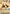 Cutthroat Podracer (Hyperspace) (522) - A Lawless Time - A Lawless Time - Card Brawlers | Quebec | Canada |