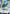 Blast Impulse Gundam (C+) (ST09-007) - Starter Deck 09 Destiny Ignition Holofoil