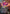 Muddle, the Ever-Changing (Borderless) (SOC-005) - Commander: Secrets of Strixhaven Foil