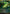 Glimpse of Nature (SOA-053) - Secrets of Strixhaven: Mystical Archive