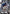 Turn A Gundam (GD04-067) (GD04-067) - Phantom Aria Holofoil
