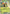 Beedrill ex (003/086) - Holofoil [ME04 Chaos Rising]