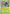 Chesnaught (007/null) - Holofoil [ME04 Chaos Rising]