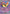 Gourgeist ex (041/086) - Holofoil [ME04 Chaos Rising]