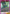 LABO (Release Event) (UE19BT/SMD-1-073) - UE19BT SAKAMOTO DAYS Release Event Cards