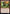 Mudbutton Torchrunner [Jumpstart 2022] - Magic: The Gathering - Card Brawlers | Quebec | Canada |