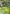 Sceptile EX (XY53) [XY: Black Star Promos] - Pokémon - Card Brawlers | Quebec | Canada |