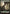Forest (270) (Full Art) [Battle for Zendikar] - Magic: The Gathering - Card Brawlers | Quebec | Canada |