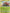 Gossifleur (3/15) [McDonald's Promos: Match Battle] - Pokémon - Card Brawlers | Quebec | Canada |