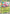 Lurantis ex (004/084) - Holofoil [ME05 Pitch Black]