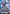 Strike Freedom Gundam (GD05-002) - Freedom Ascension Holofoil