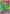 Treecko (055/null) - Holofoil [ME Mega Evolution Promo]