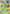 Sprigatito (061/null) - Holofoil [ME Mega Evolution Promo]