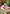 Kagura (018) (R*) (UE23BT/IYS-1-018) - UE23BT Inuyasha Foil