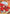 Inuyasha (045) (R*) (UE23BT/IYS-1-045) - UE23BT Inuyasha Foil