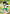 Kagome Higurashi (065) (R*) (UE23BT/IYS-1-065) - UE23BT Inuyasha Foil