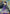 Miroku (070) (R*) (UE23BT/IYS-1-070) - UE23BT Inuyasha Foil