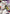 Action Point Card (AP05) (UE23BT/IYS-1-AP05) - UE23BT Inuyasha