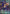 Dark Magical Curtain (GMR) (MAMO-EN003) - Magnificent Monsters 1st Edition