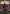 Jean-Luc Picard, Luminary (Borderless) (TRC-003) - Commander: Star Trek Foil