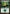 Forest (305) [Ravnica: City of Guilds] - Magic: The Gathering - Card Brawlers | Quebec | Canada |