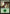 Forest (31) [Duel Decks: Nissa vs. Ob Nixilis] - Magic: The Gathering - Card Brawlers | Quebec | Canada |